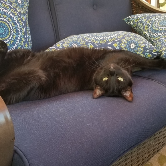 Meet your Posher, Lisa - Picture 7 of 7